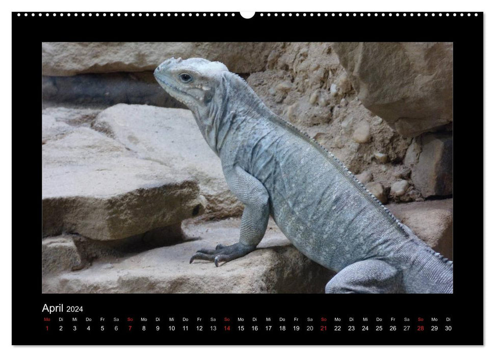 Faszinierende Reptilien (CALVENDO Wandkalender 2024)