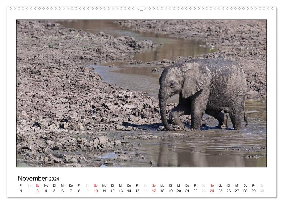 Afrikanische Elefanten (CALVENDO Wandkalender 2024)