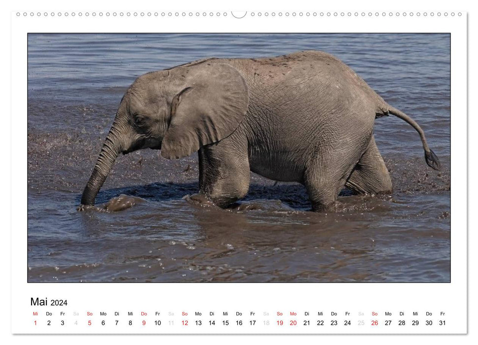 Éléphants d'Afrique (Calendrier mural CALVENDO 2024) 