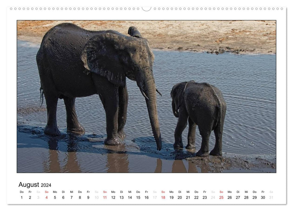 Éléphants d'Afrique (Calendrier mural CALVENDO 2024) 