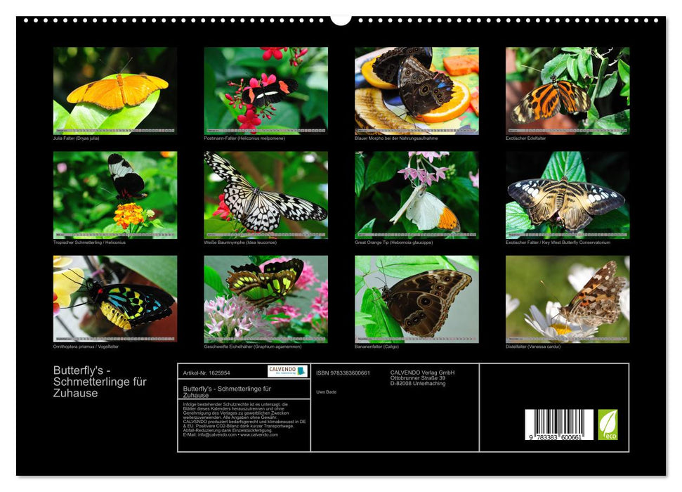 Butterfly's - Schmetterlinge für Zuhause (CALVENDO Premium Wandkalender 2024)
