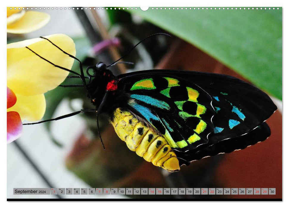 Butterfly's - Schmetterlinge für Zuhause (CALVENDO Premium Wandkalender 2024)
