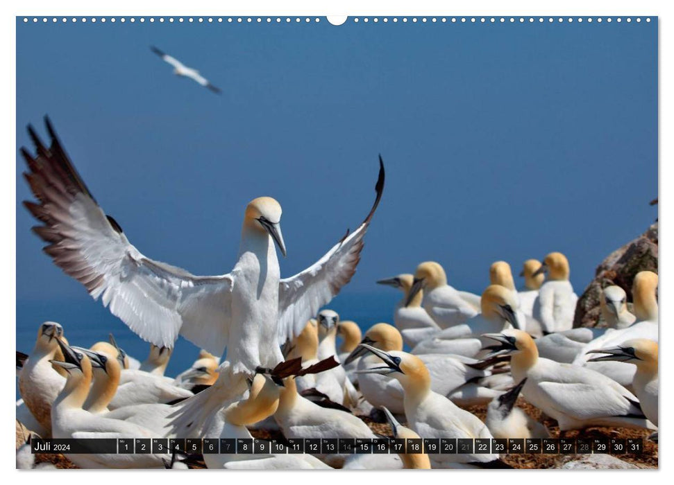 VÖGEL (CALVENDO Wandkalender 2024)