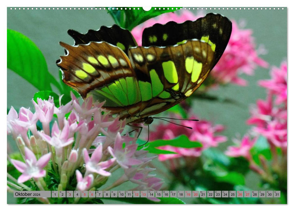 Butterfly's - papillons pour la maison (calendrier mural CALVENDO 2024) 