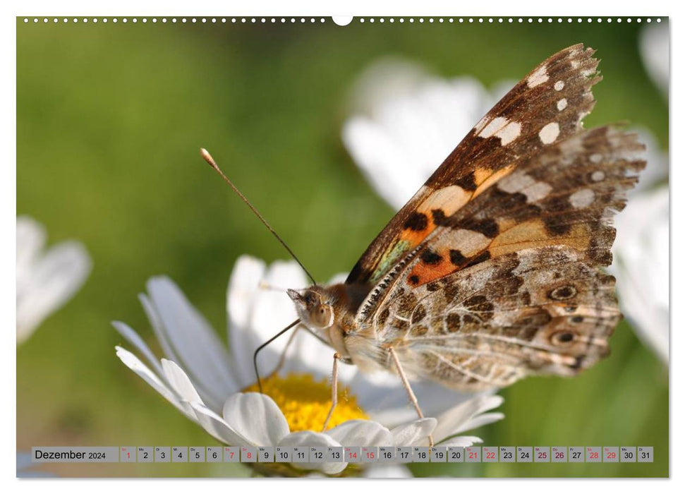 Butterfly's - papillons pour la maison (calendrier mural CALVENDO 2024) 