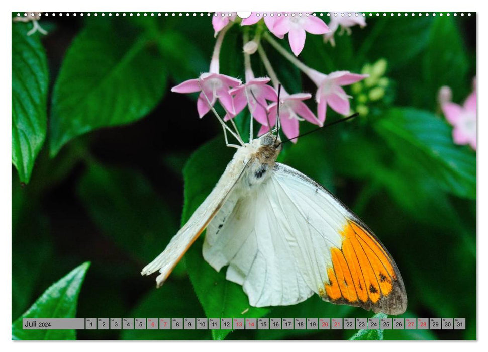 Butterfly's - Schmetterlinge für Zuhause (CALVENDO Wandkalender 2024)