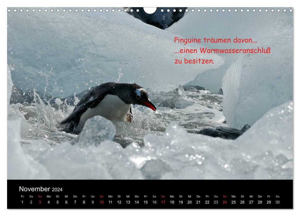Wovon Pinguine träumen (CALVENDO Wandkalender 2024)