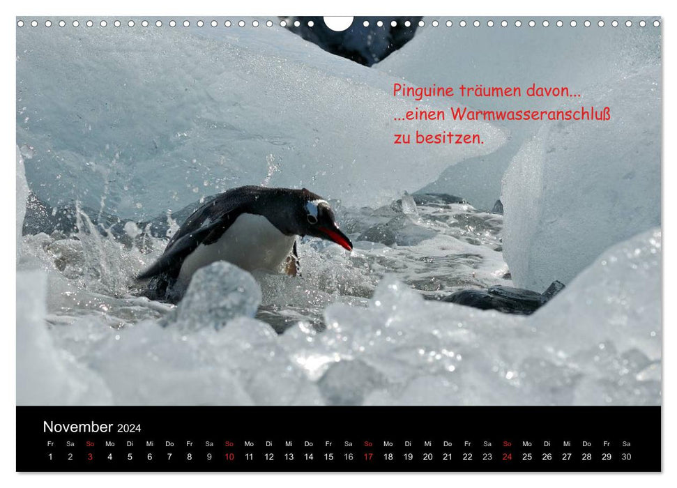 De quoi rêvent les pingouins (Calendrier mural CALVENDO 2024) 