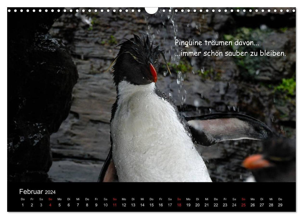 Wovon Pinguine träumen (CALVENDO Wandkalender 2024)