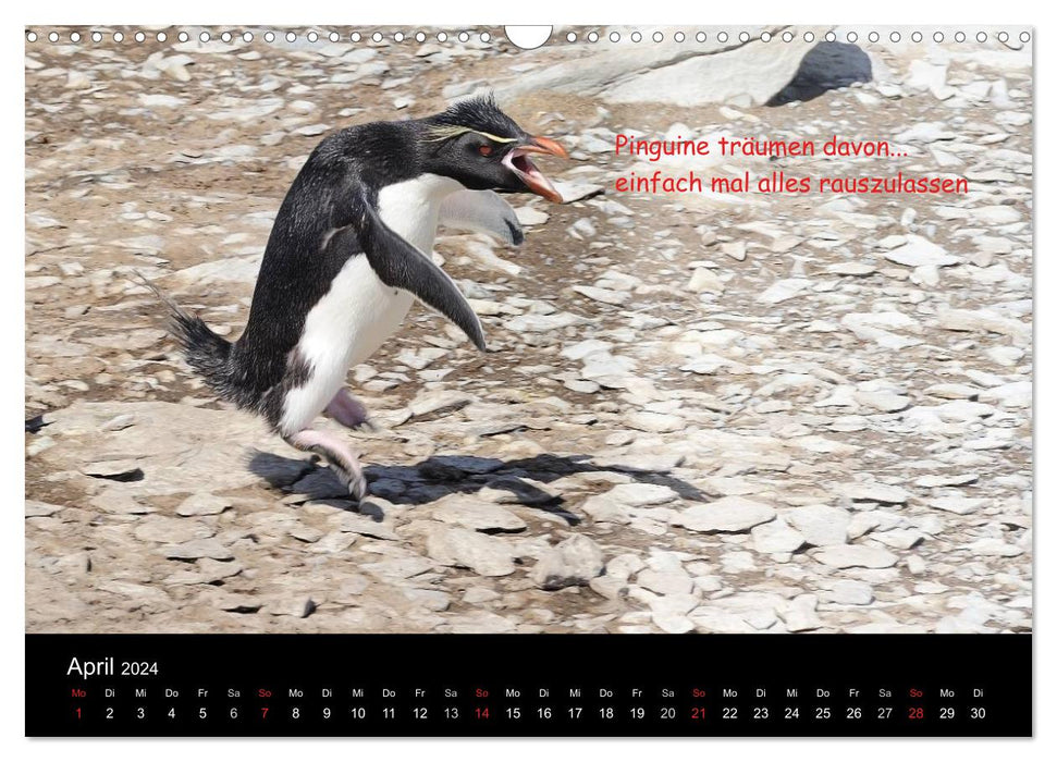 De quoi rêvent les pingouins (Calendrier mural CALVENDO 2024) 