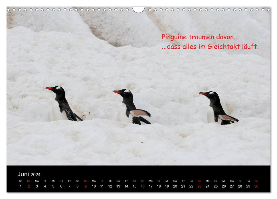 Wovon Pinguine träumen (CALVENDO Wandkalender 2024)