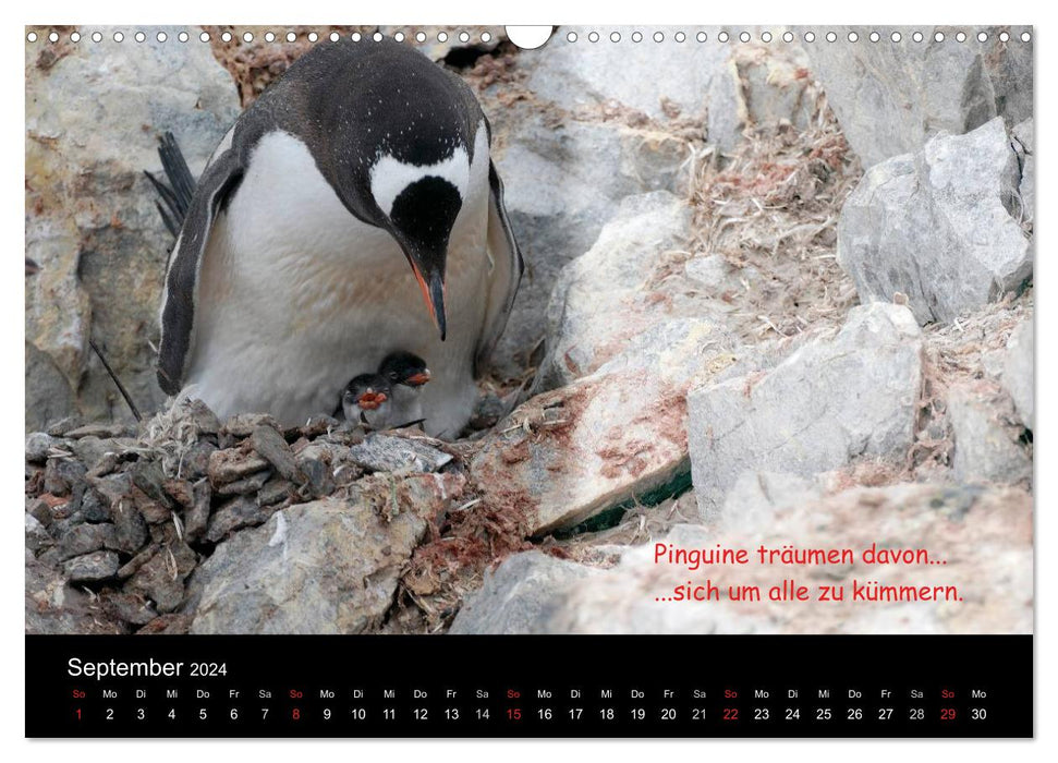 Wovon Pinguine träumen (CALVENDO Wandkalender 2024)