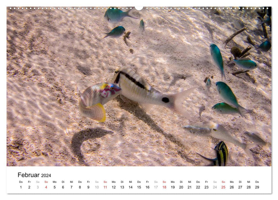 Unterwasserwelt der Malediven III (CALVENDO Premium Wandkalender 2024)