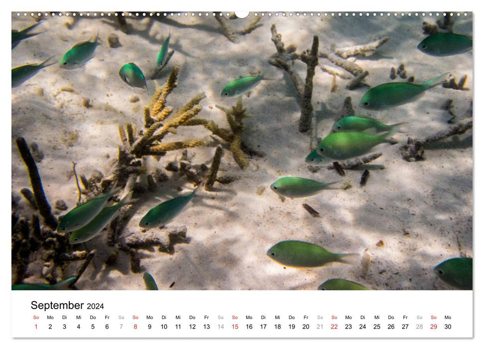Unterwasserwelt der Malediven III (CALVENDO Premium Wandkalender 2024)