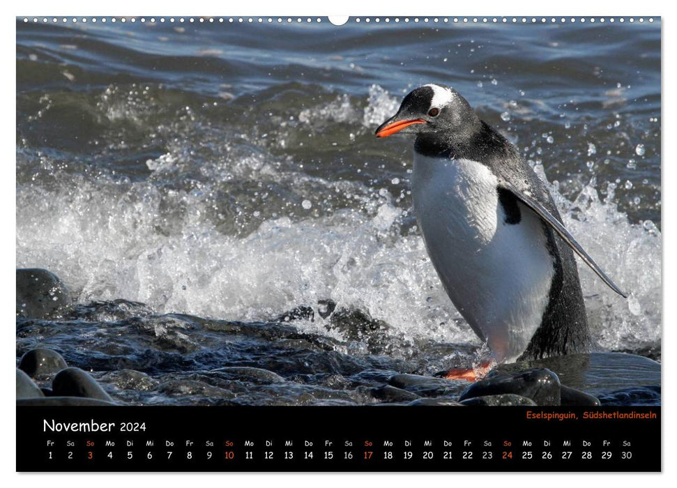 Pinguine aus aller Welt (CALVENDO Wandkalender 2024)