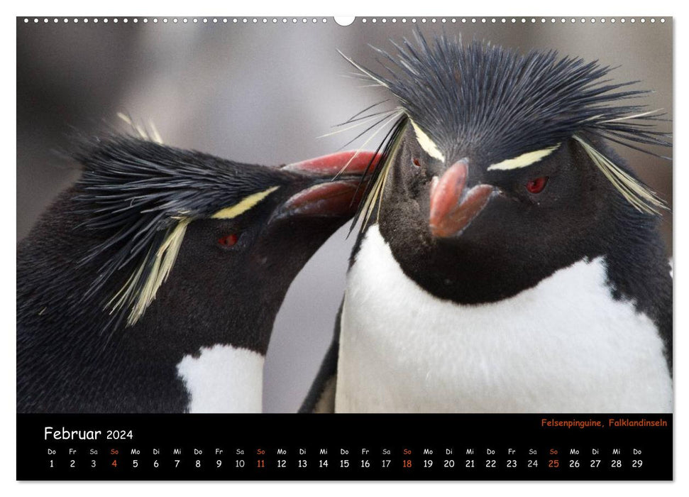 Pingouins du monde entier (Calendrier mural CALVENDO 2024) 