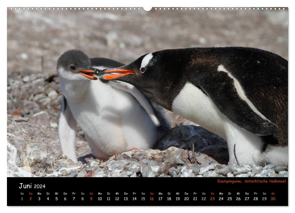 Pinguine aus aller Welt (CALVENDO Wandkalender 2024)