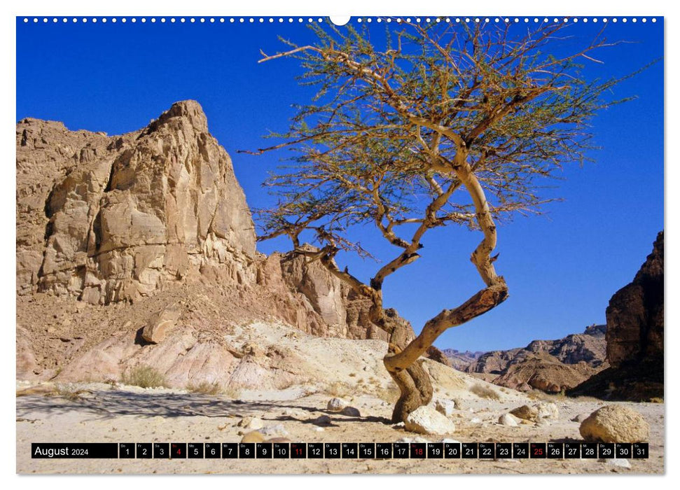 Sinai-Wüste (CALVENDO Wandkalender 2024)