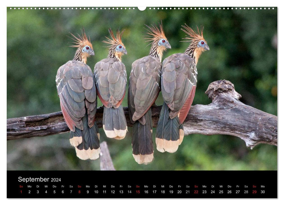 Pérou - des Andes à l'Amazonie (Calvendo Premium Wall Calendar 2024) 