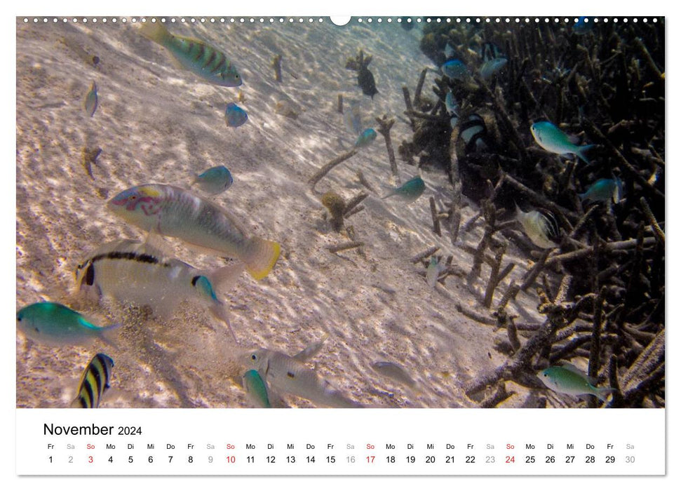 Unterwasserwelt der Malediven II (CALVENDO Premium Wandkalender 2024)