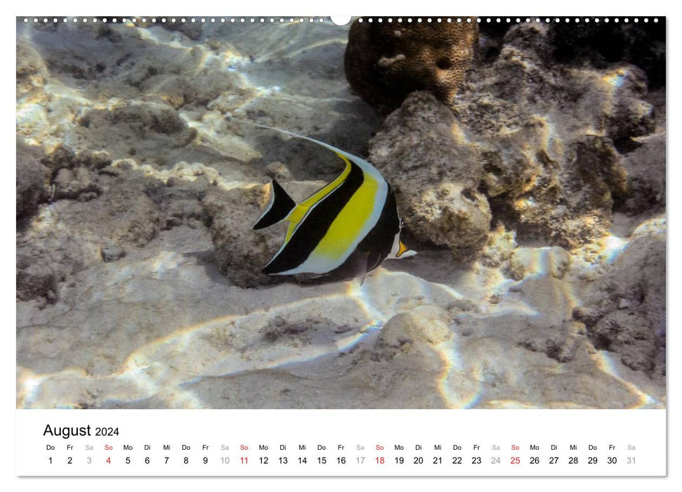 Unterwasserwelt der Malediven II (CALVENDO Premium Wandkalender 2024)