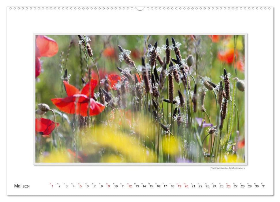 Emotionale Momente: Die Blumenwiese. (CALVENDO Premium Wandkalender 2024)