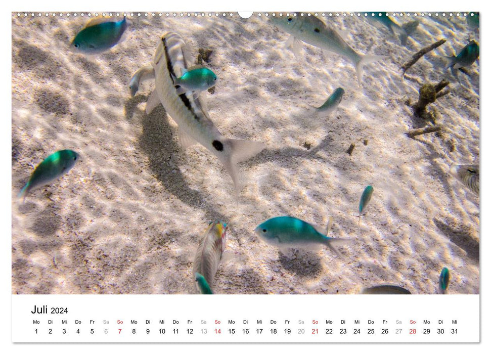 Unterwasserwelt der Malediven III (CALVENDO Wandkalender 2024)