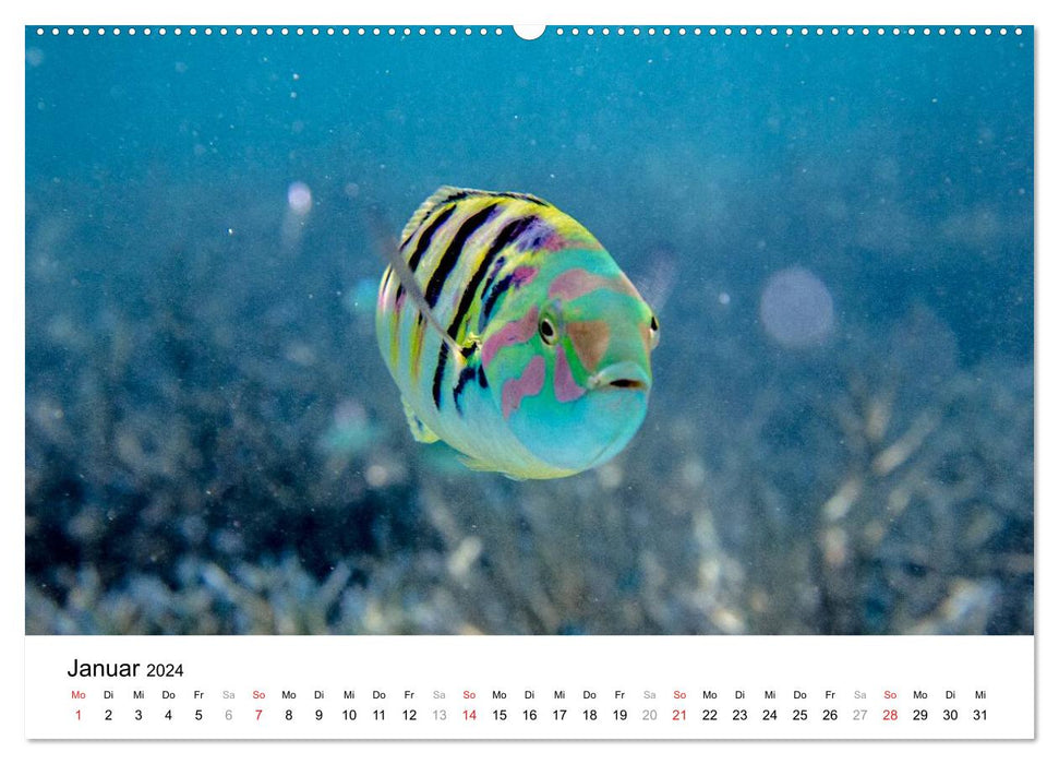 Unterwasserwelt der Malediven I (CALVENDO Premium Wandkalender 2024)