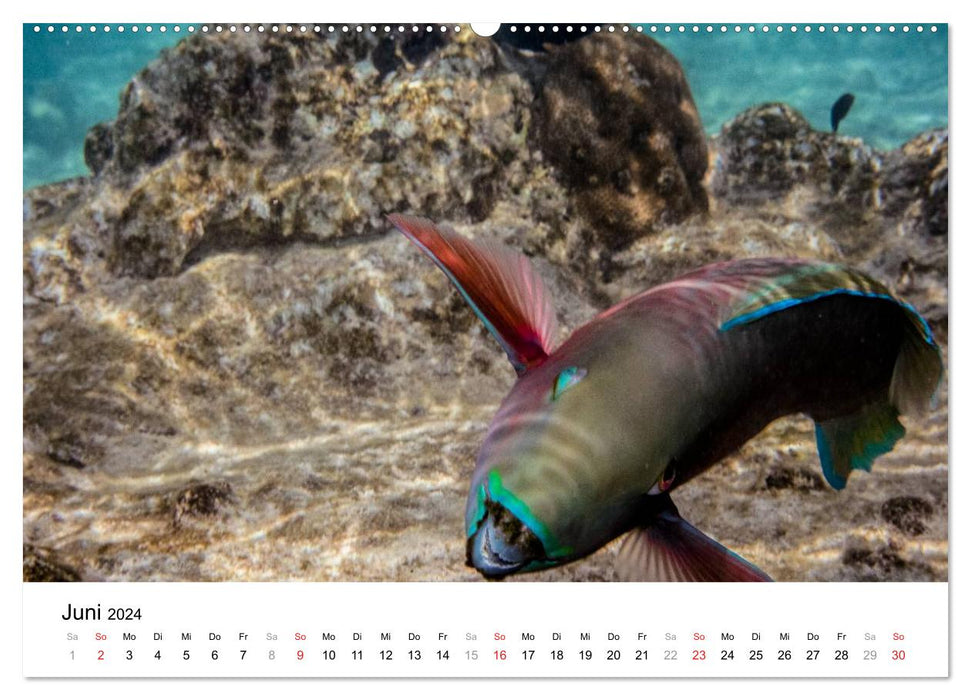 Monde sous-marin des Maldives I (Calendrier mural CALVENDO Premium 2024) 