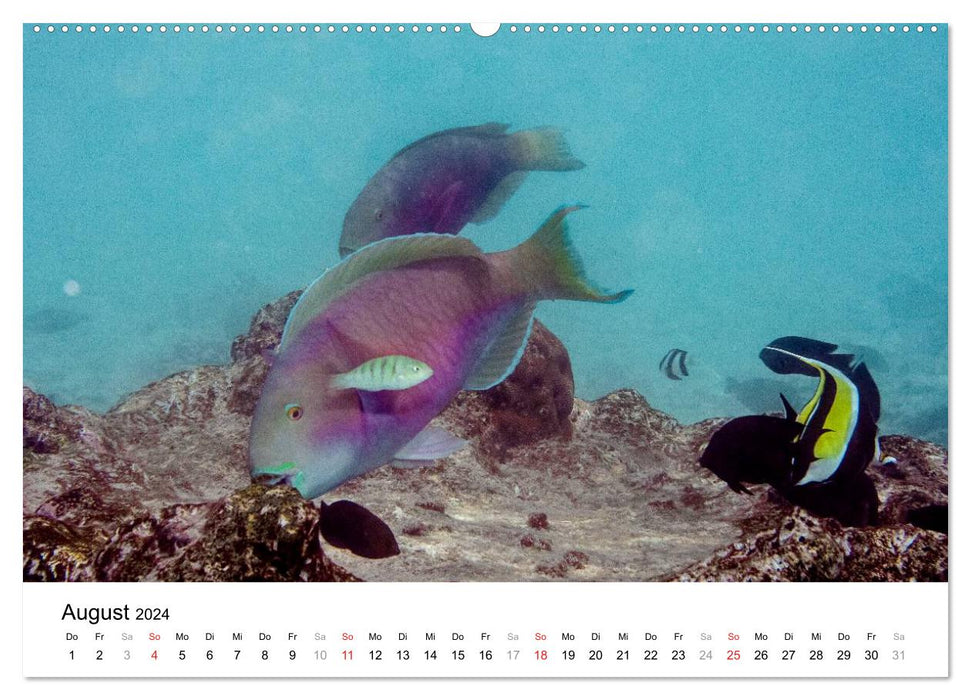 Unterwasserwelt der Malediven I (CALVENDO Premium Wandkalender 2024)