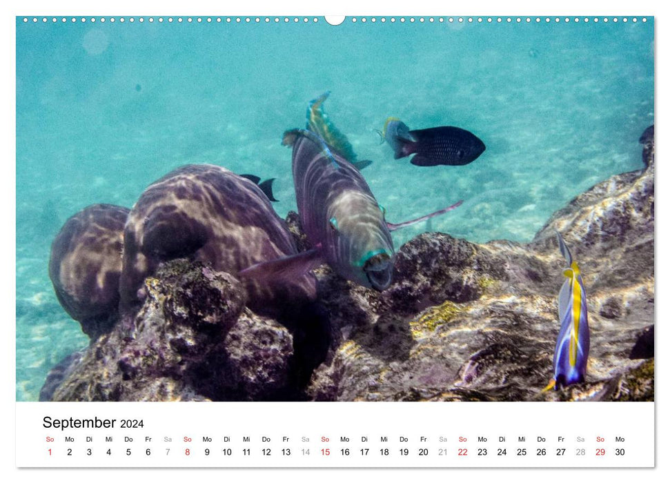 Monde sous-marin des Maldives I (Calendrier mural CALVENDO Premium 2024) 