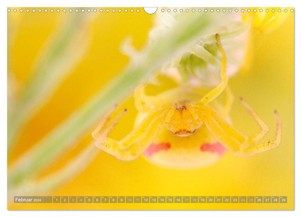 Wunderschöne Spinnen (CALVENDO Wandkalender 2024)