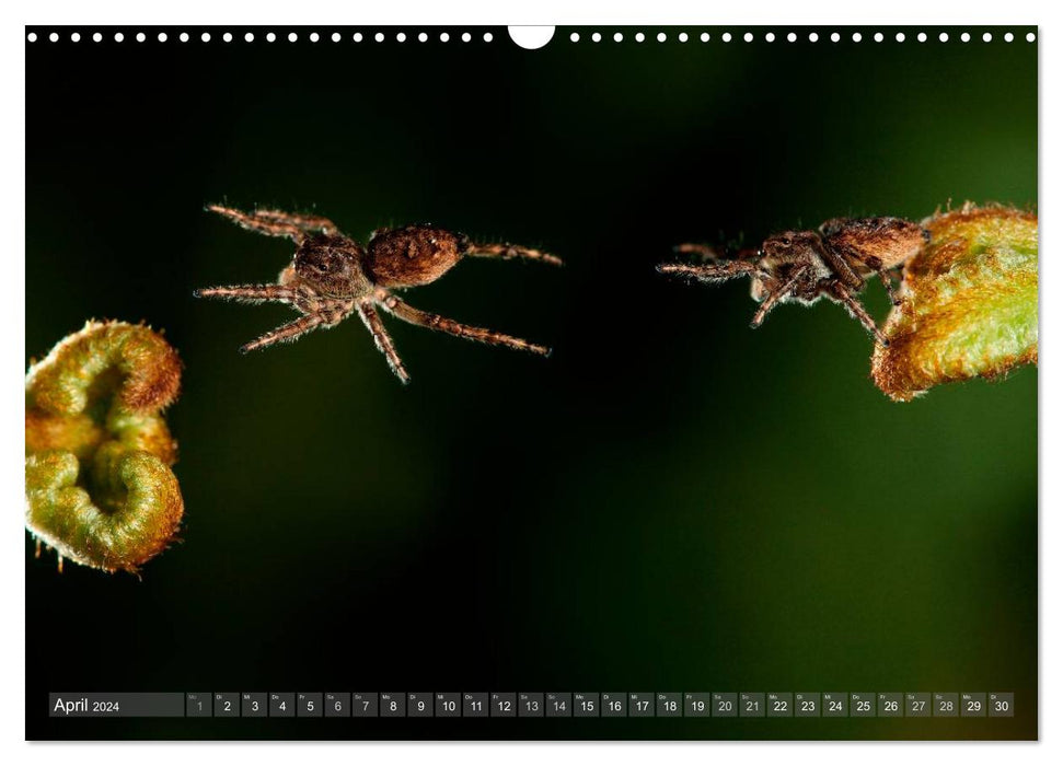 Wunderschöne Spinnen (CALVENDO Wandkalender 2024)