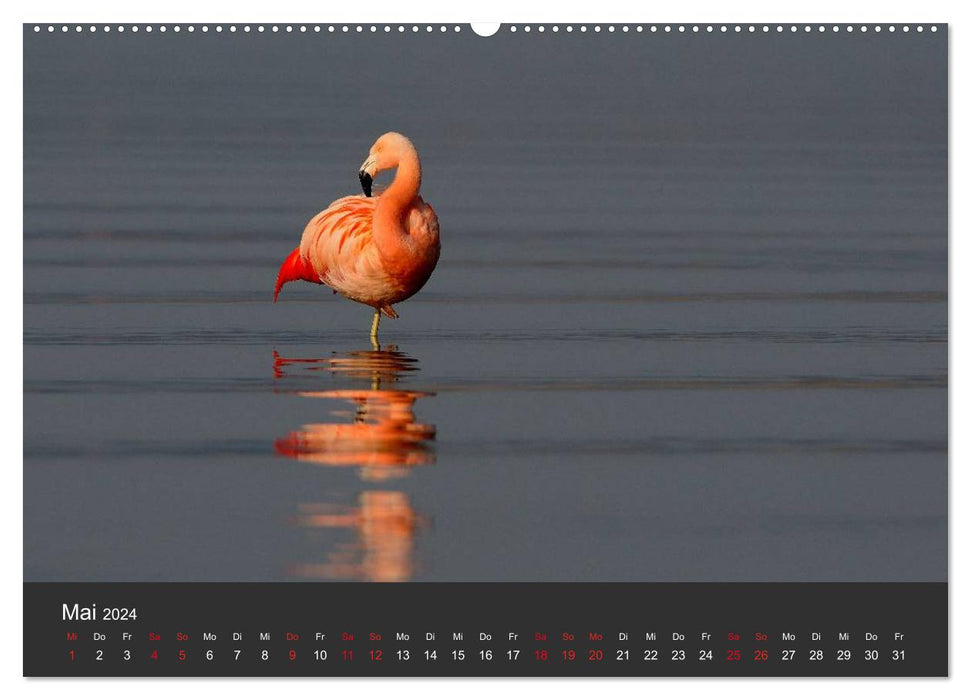 Pretty Flamingo (CALVENDO Wandkalender 2024)