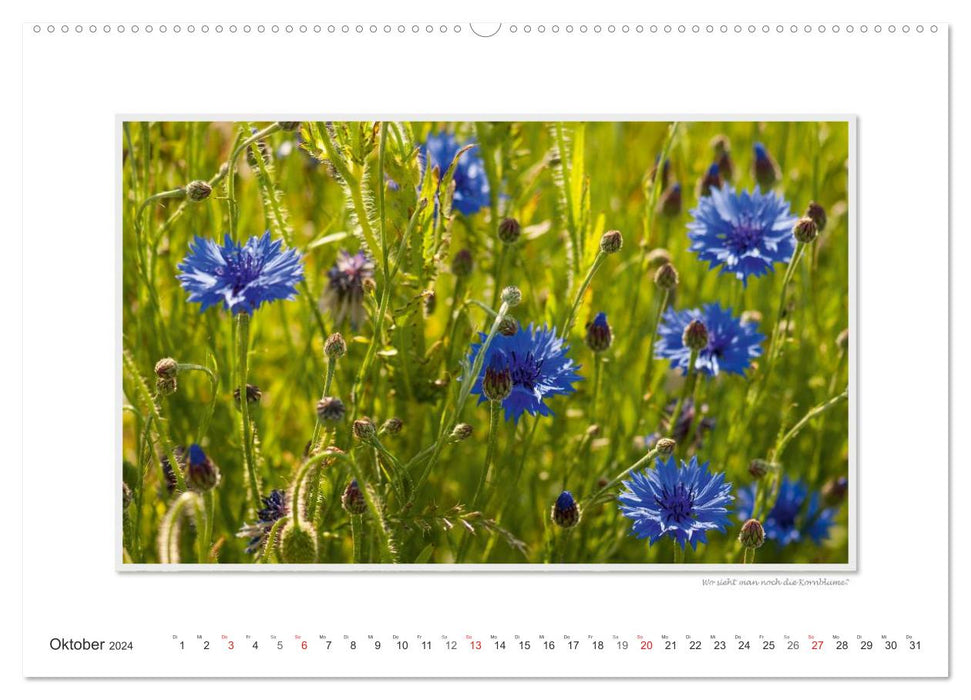 Emotionale Momente: Die Blumenwiese. (CALVENDO Wandkalender 2024)