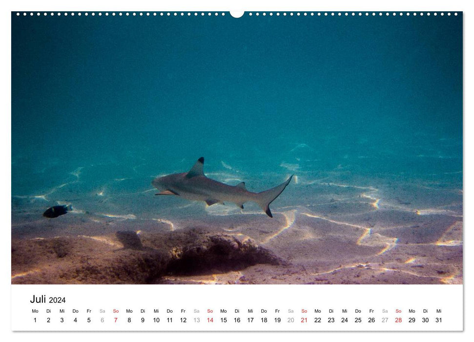 Unterwasserwelt der Malediven I (CALVENDO Wandkalender 2024)