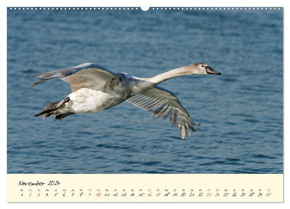 Vom Küken zum stolzen Schwan (CALVENDO Premium Wandkalender 2024)