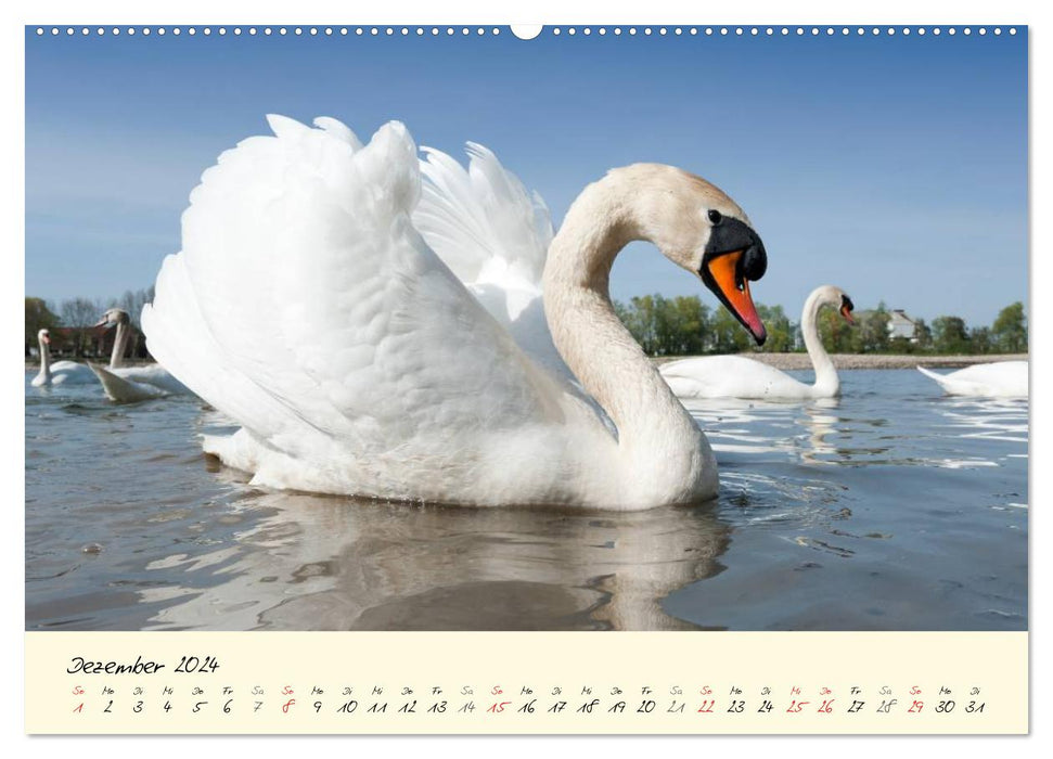 Vom Küken zum stolzen Schwan (CALVENDO Premium Wandkalender 2024)