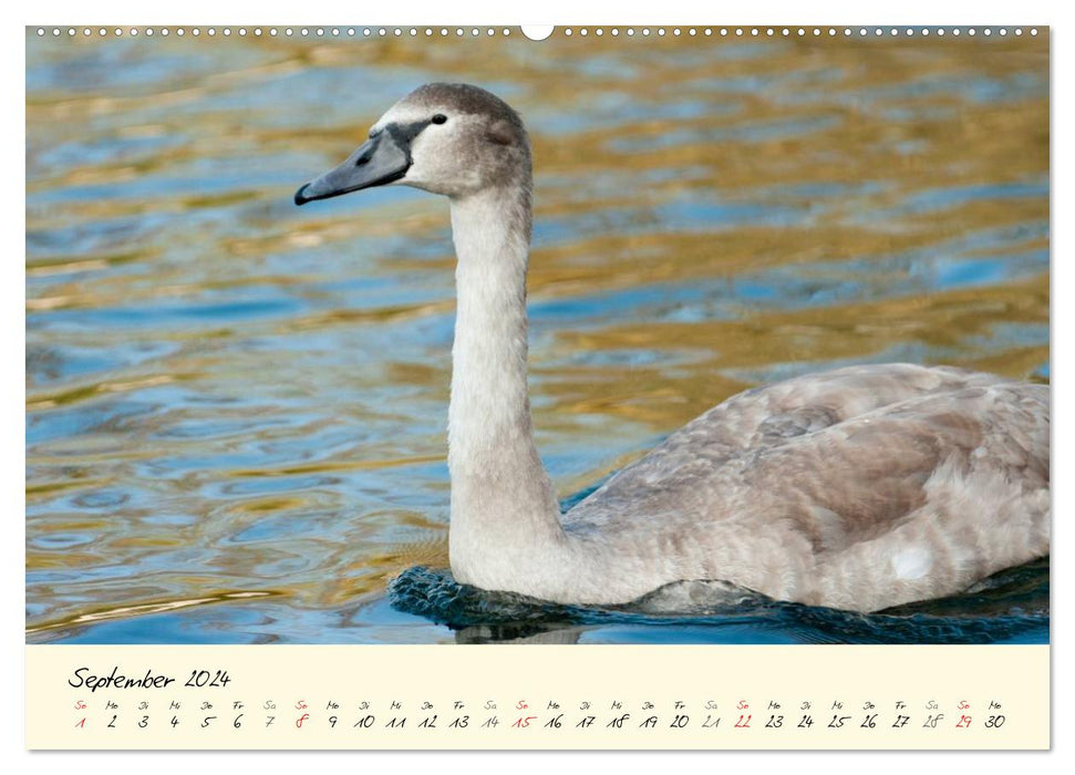 Vom Küken zum stolzen Schwan (CALVENDO Premium Wandkalender 2024)