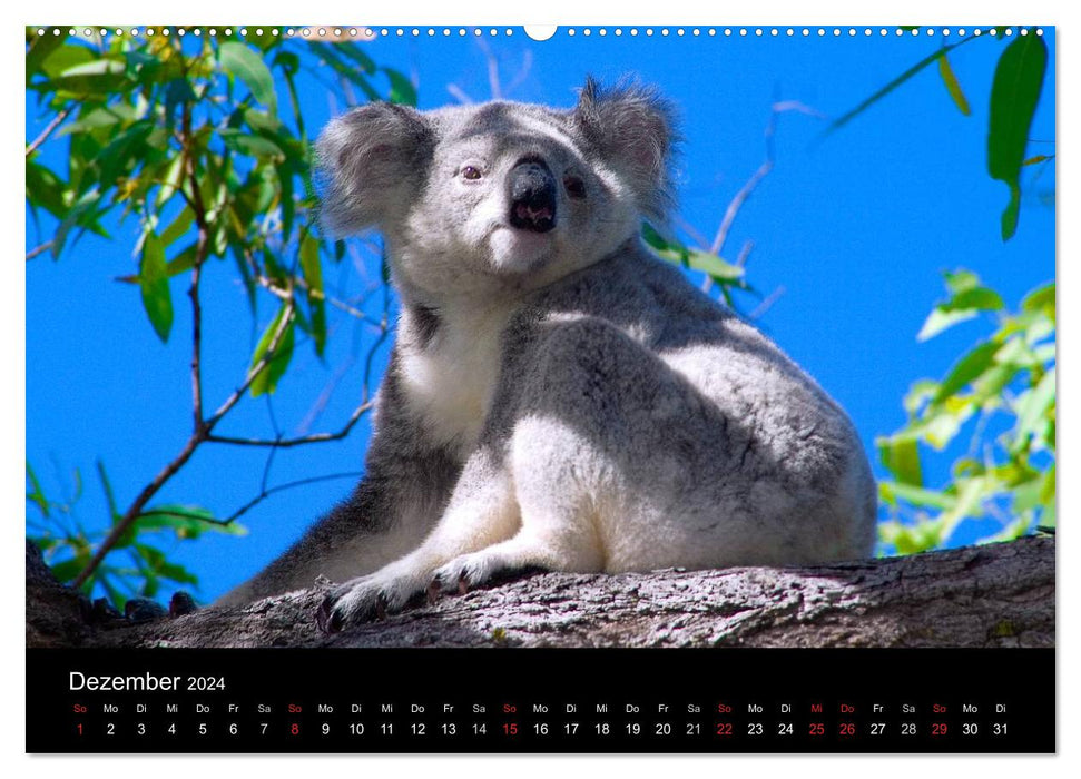 Australien (CALVENDO Premium Wandkalender 2024)