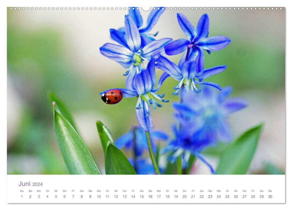 Blumen & Blüten Träume (CALVENDO Premium Wandkalender 2024)
