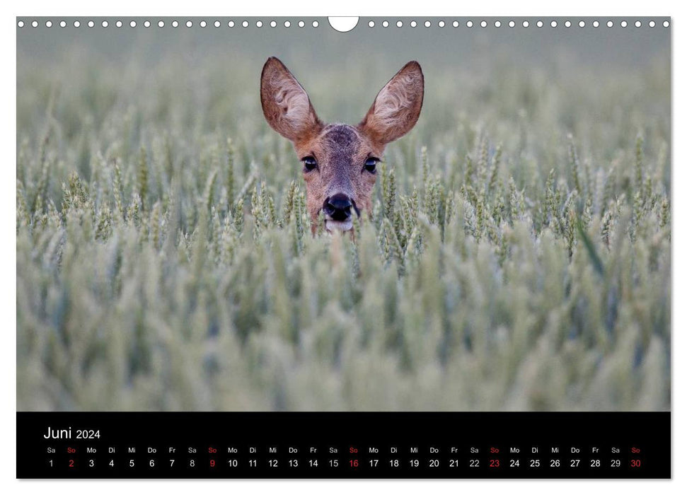 Heimatzeit - ein Jahr um Schwabmünchen (CALVENDO Wandkalender 2024)