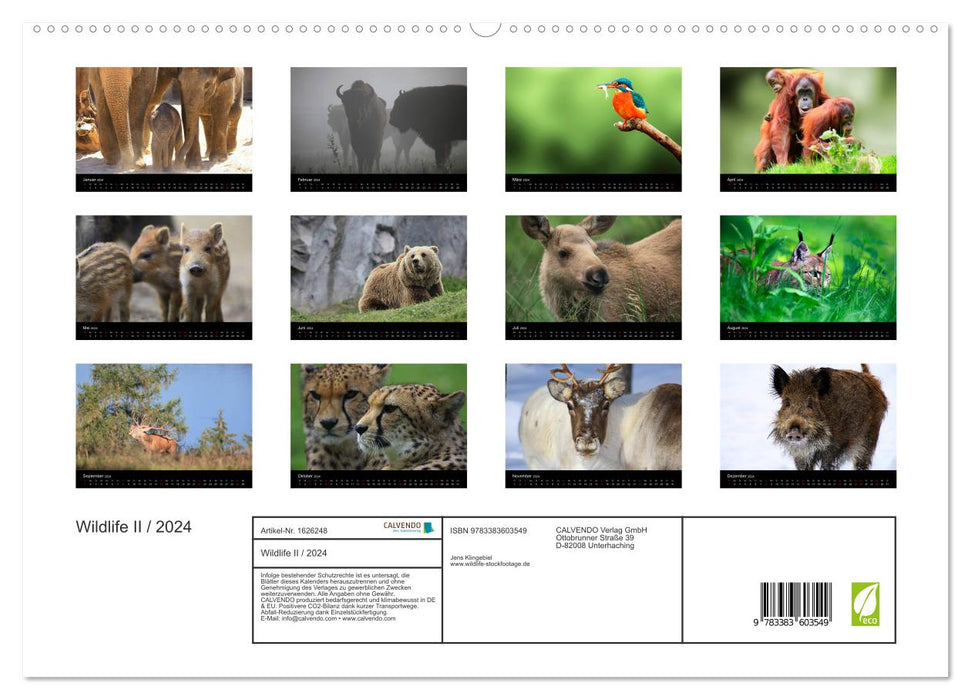 Wildlife II / 2024 (CALVENDO Premium Wandkalender 2024)