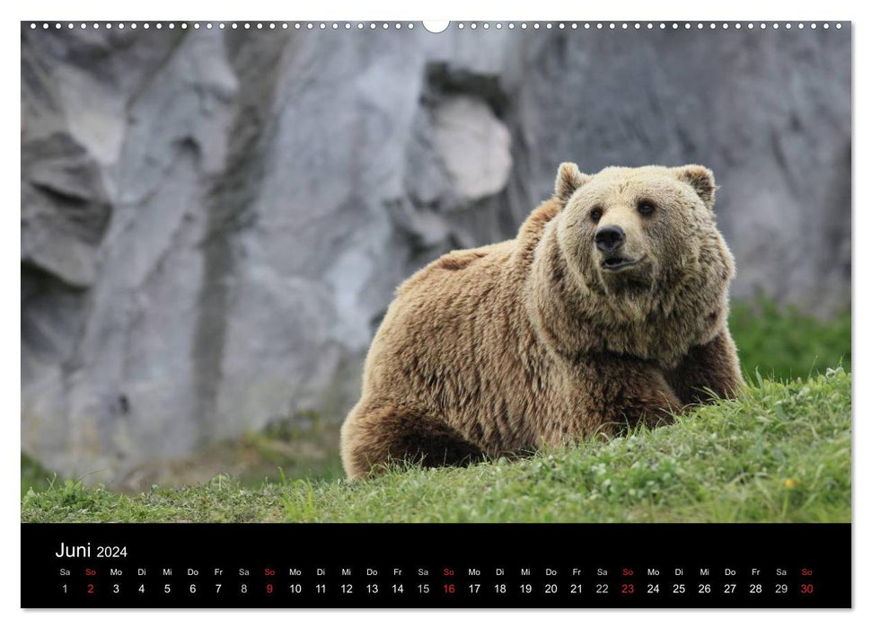 Wildlife II / 2024 (CALVENDO Premium Wandkalender 2024)