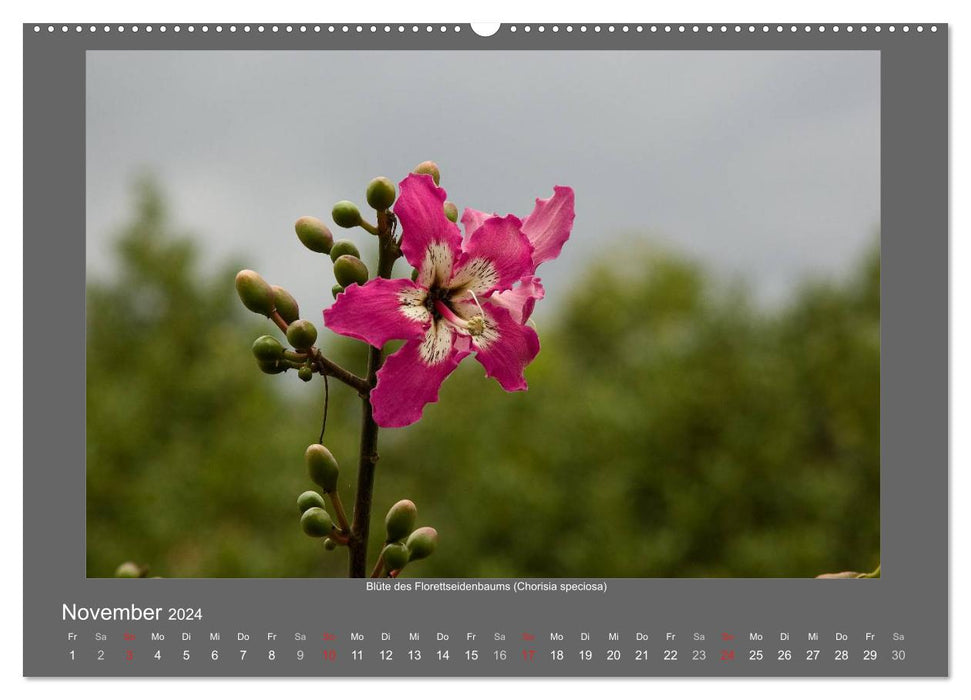 Madeiras Blumenwelt (CALVENDO Premium Wandkalender 2024)