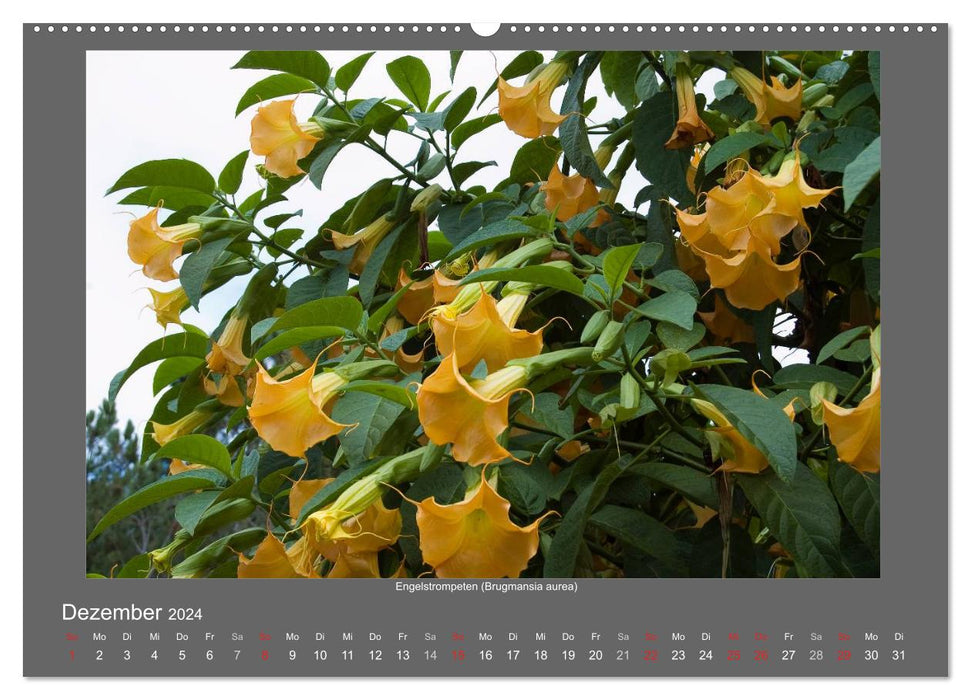 Madeiras Blumenwelt (CALVENDO Premium Wandkalender 2024)