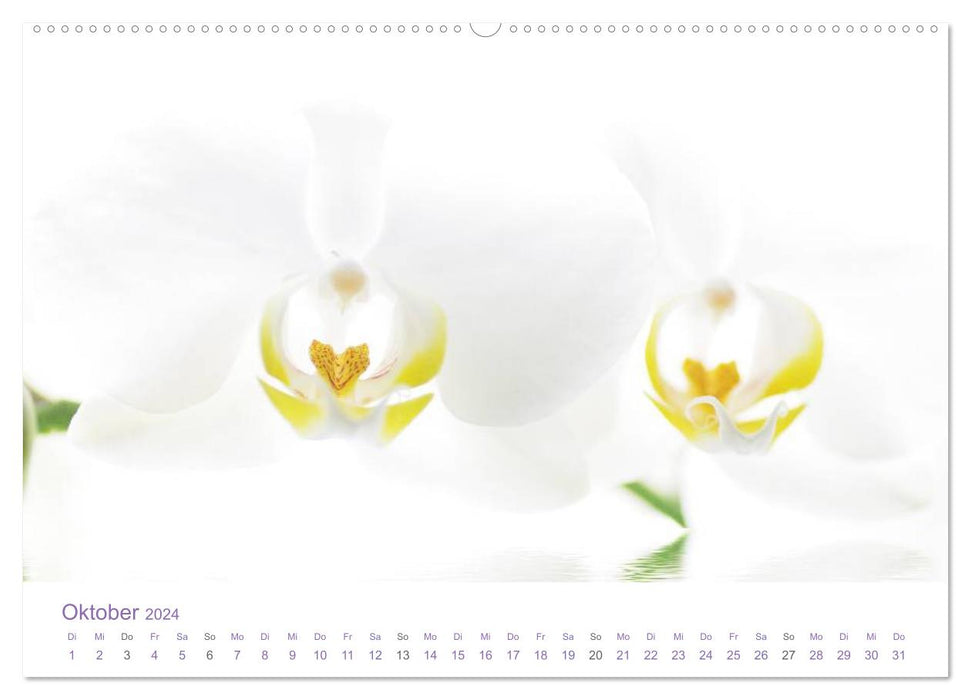 Blumen & Blüten Träume (CALVENDO Wandkalender 2024)