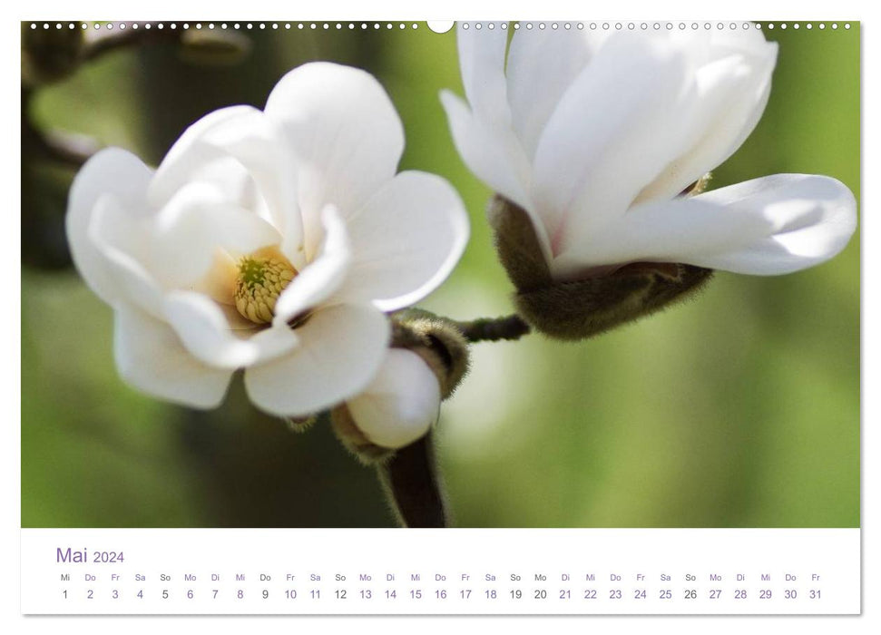 Blumen & Blüten Träume (CALVENDO Wandkalender 2024)
