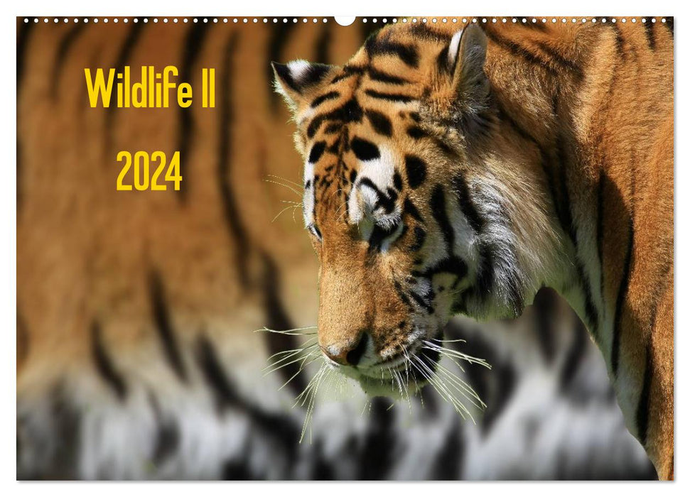 Wildlife II / 2024 (CALVENDO Wandkalender 2024)