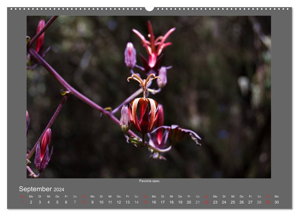 Madeiras Blumenwelt (CALVENDO Wandkalender 2024)